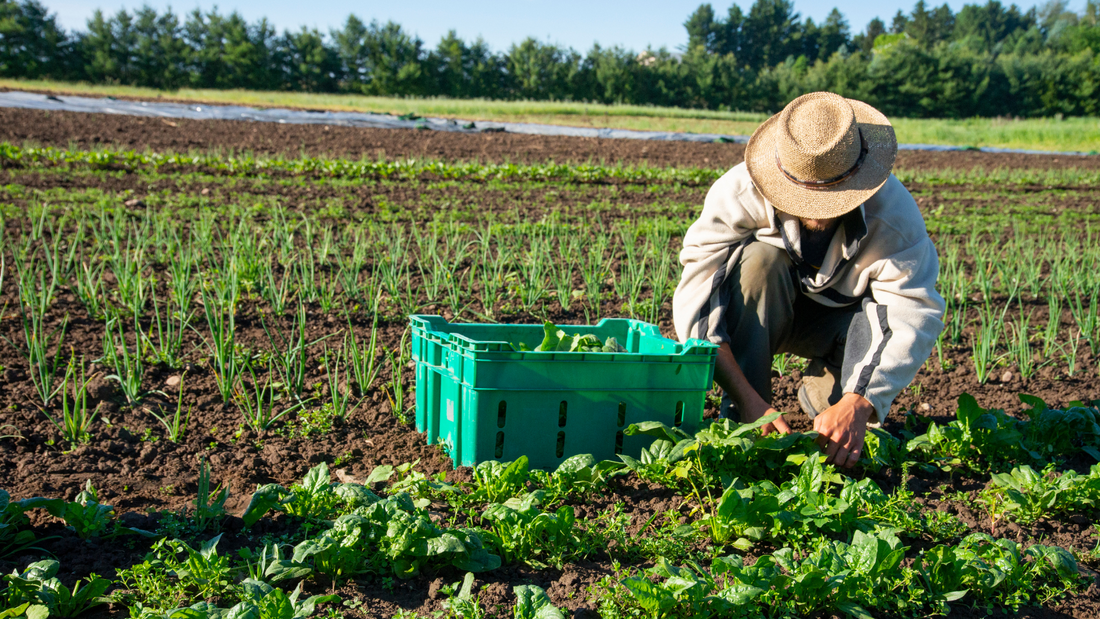 Ibiza Produce and Ibiza Preservation: Championing Sustainability and Local Agriculture on the Island