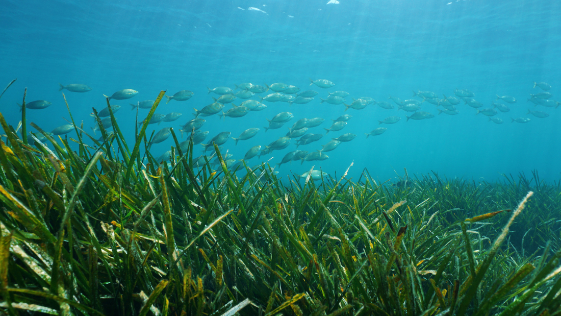 Posidonia Project: Preserving the Underwater Forests of the Balearic Islands